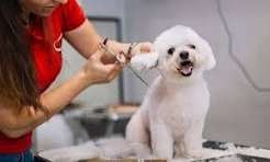 Clinica Veterinaria Integral S.R.L - cuidado veterinario